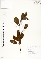土樟藏品圖，第1張
