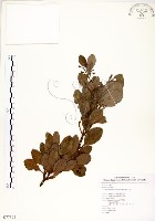 土樟藏品圖，第1張