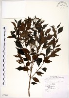 十子木、加入舅藏品圖，第1張