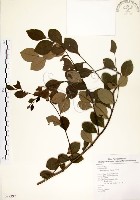 內苳子藏品圖，第1張