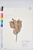 台灣石櫟藏品圖，第1張