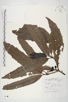 桃葉珊瑚藏品圖，第1張