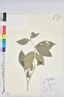 交力坪鐵色藏品圖，第1張