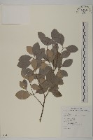 日本賽衛矛、日本假衛矛藏品圖，第1張