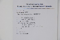 倒卵葉冬青、金平氏冬青藏品圖，第2張