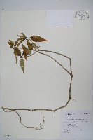 長花九頭獅子草、山藍藏品圖，第1張