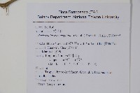 長花九頭獅子草、山藍藏品圖，第2張