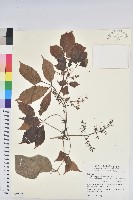 茄苳、重陽木藏品圖，第1張