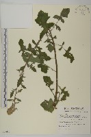 裂葉艾納香藏品圖，第1張