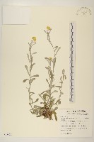 鼠麴草藏品圖，第1張