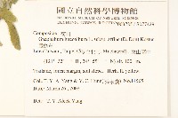 鼠麴草藏品圖，第2張