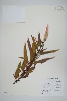 青葙藏品圖，第1張