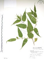 銳葉山黃麻藏品圖，第1張