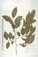 山紅柿藏品圖，第3張