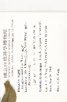 山紅柿藏品圖，第4張