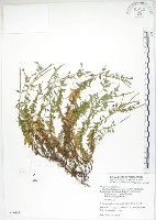 合歡柳葉菜藏品圖，第1張