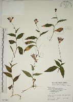 臺灣油點草藏品圖，第1張