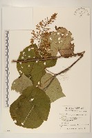 玉山蟹甲草藏品圖，第1張