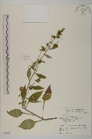 黃金珠藏品圖，第1張