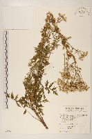 臺灣劉寄奴藏品圖，第1張