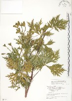 臺灣烏頭藏品圖，第1張