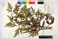 臺灣烏頭藏品圖，第2張