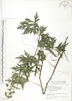 臺灣烏頭藏品圖，第1張