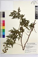 臺灣烏頭藏品圖，第2張