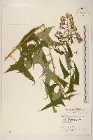 台灣升麻藏品圖，第2張