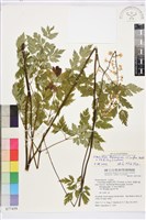 台灣升麻藏品圖，第1張