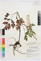 台灣升麻藏品圖，第2張