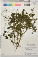 微毛爪哇唐松草藏品圖，第1張