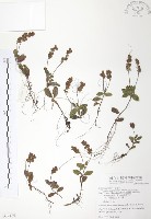 玉山水苦賈藏品圖，第1張