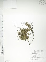 深柱夢草藏品圖，第1張