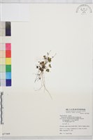 鹿場毛茛藏品圖，第1張