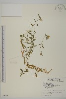 狗筋蔓藏品圖，第1張