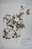 玉山山奶草藏品圖，第1張