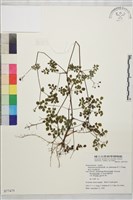 微毛爪哇唐松草藏品圖，第1張