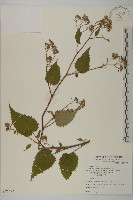 臺灣山白蘭藏品圖，第1張