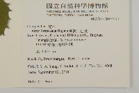 臺灣山白蘭藏品圖，第2張