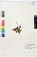 小白頭翁、野棉花藏品圖，第1張