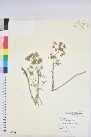 貓眼草藏品圖，第1張