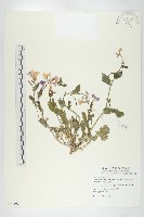 諸葛菜藏品圖，第1張