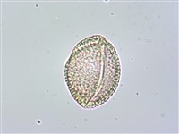 黃金風鈴木藏品圖，第4張