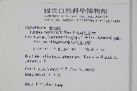 洋紅風鈴木藏品圖，第5張