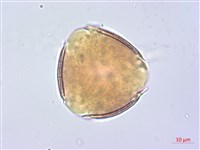 洋紅風鈴木藏品圖，第2張