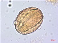 洋紅風鈴木藏品圖，第4張