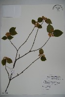 呂宋莢迷藏品圖，第1張