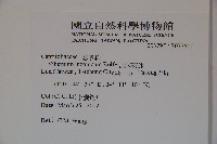 呂宋莢迷藏品圖，第2張