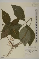 臺灣及己藏品圖，第1張